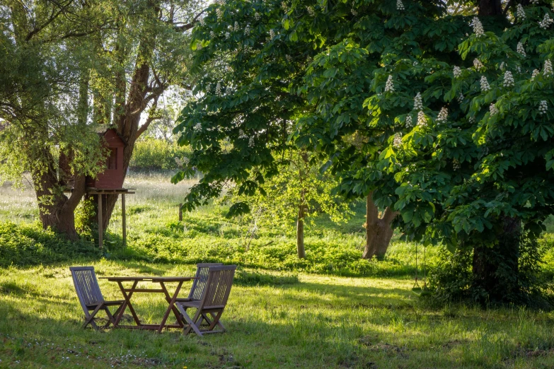 two chairs sit under trees at the edge of an empty field