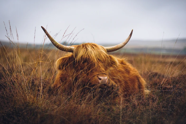 this is an image of a long - horn cow