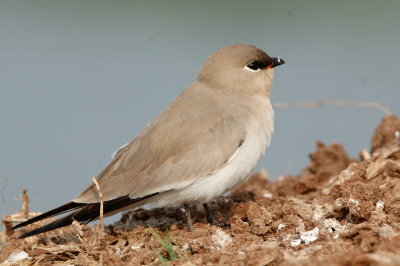 a bird with a black head is standing in dirt