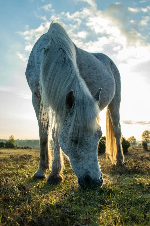 a white horse grazing on grass on a sunny day