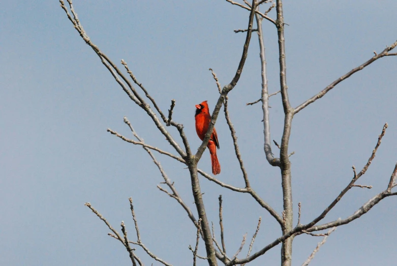 a couple of birds are perched in a bare tree