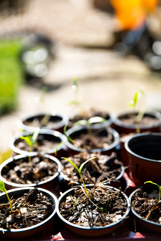 plants growing from seed cups sitting on a table