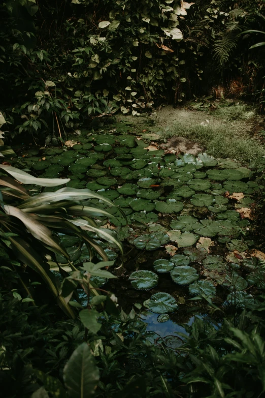 a pond of green plants is in front of trees and foliage