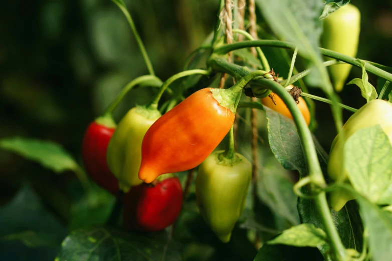 the plant has four peppers on it and green leaves