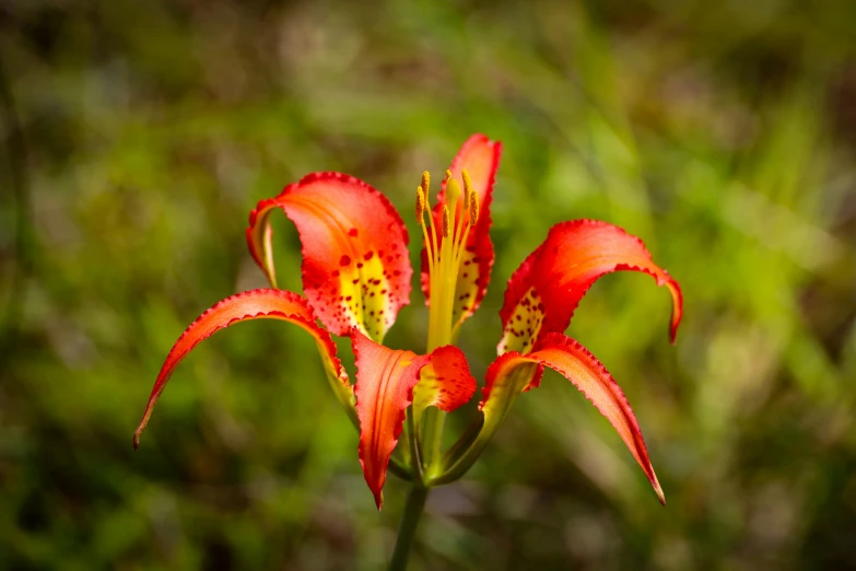 an orange flower with a yellow stigma is displayed