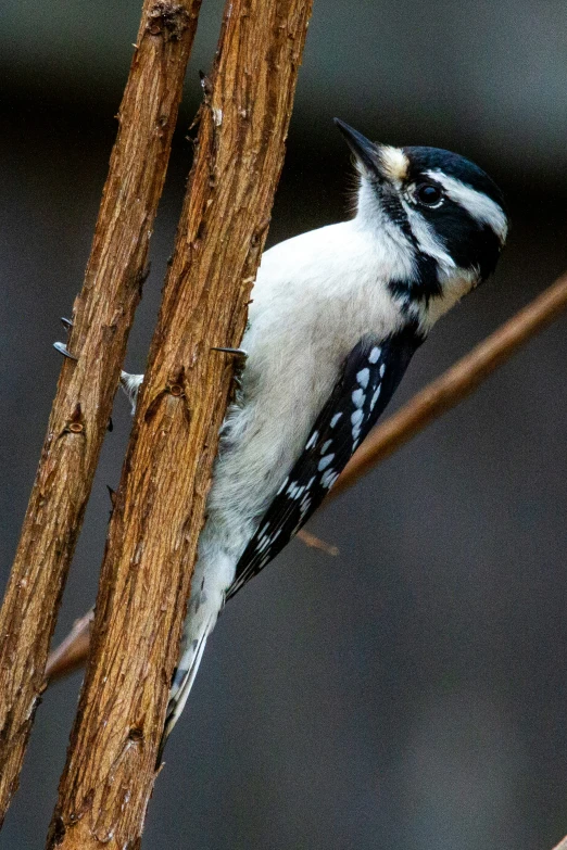 a small bird perched on a tree nch