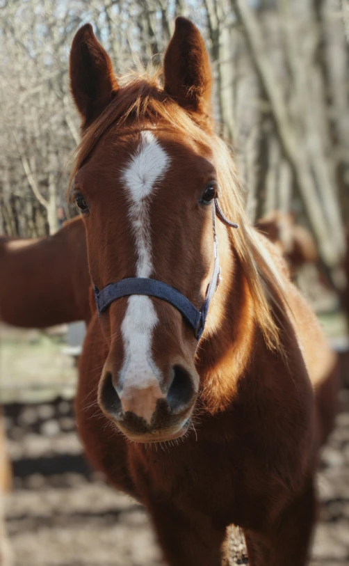 a horse with a brown and white face and bridle