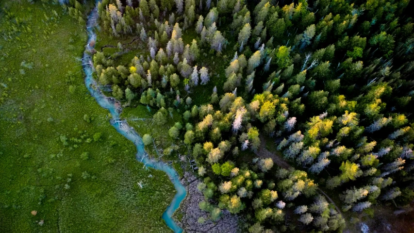 the aerial view of a stream flowing through a forest