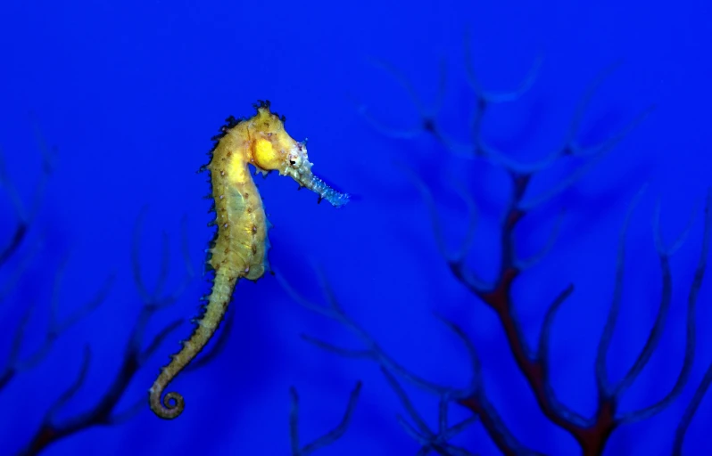 a sea horse swimming through the water