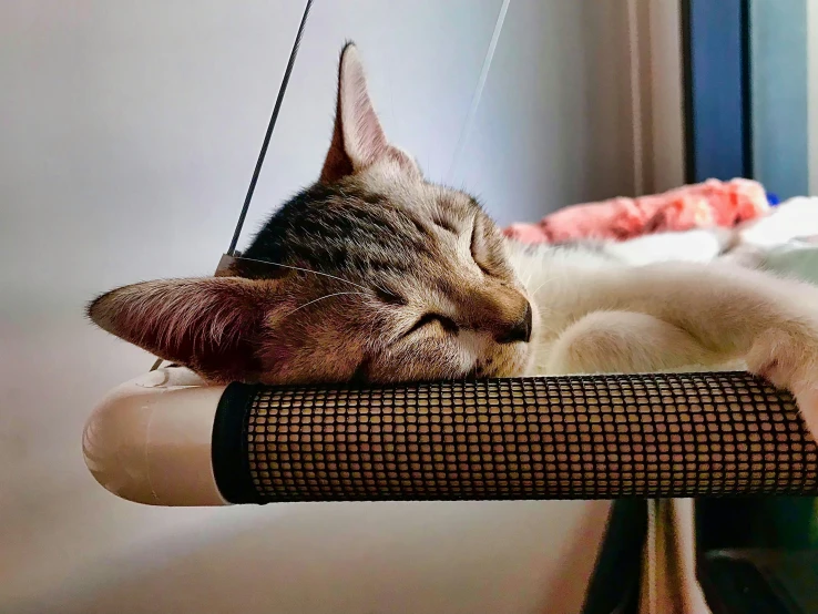 a sleeping cat lays down on a curtain rod