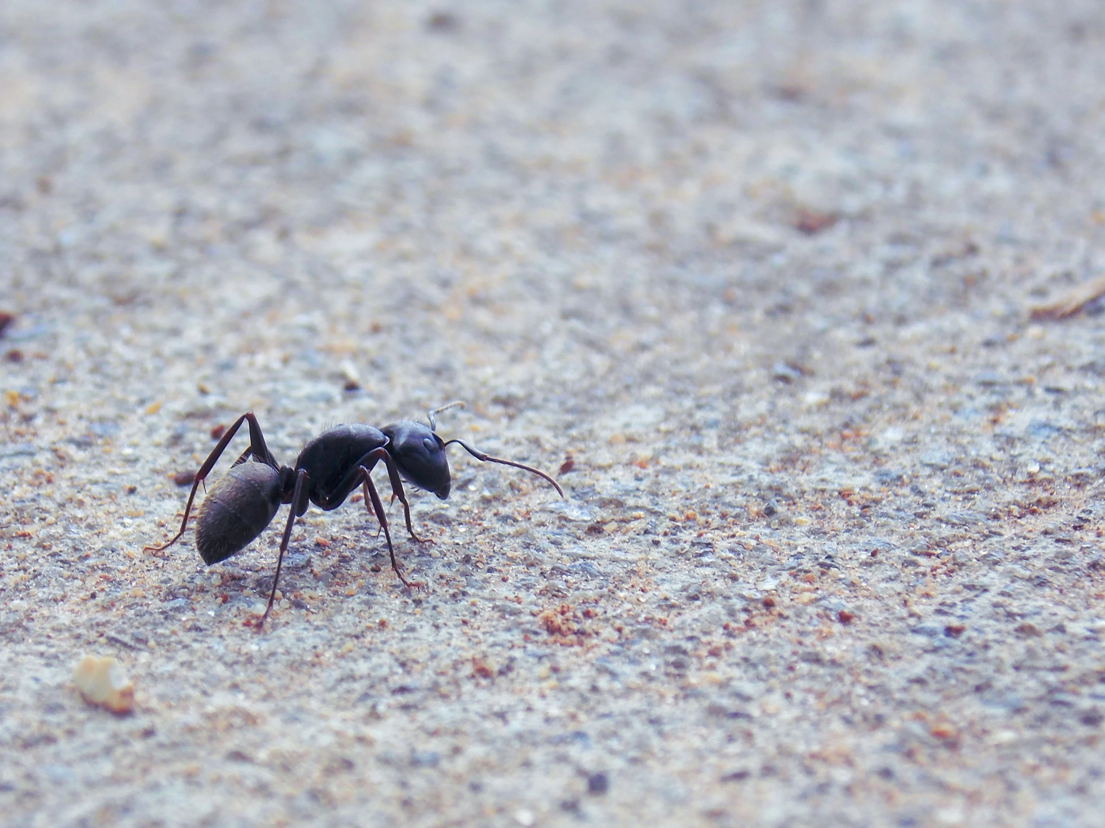 an ant bug walks on the sandy ground