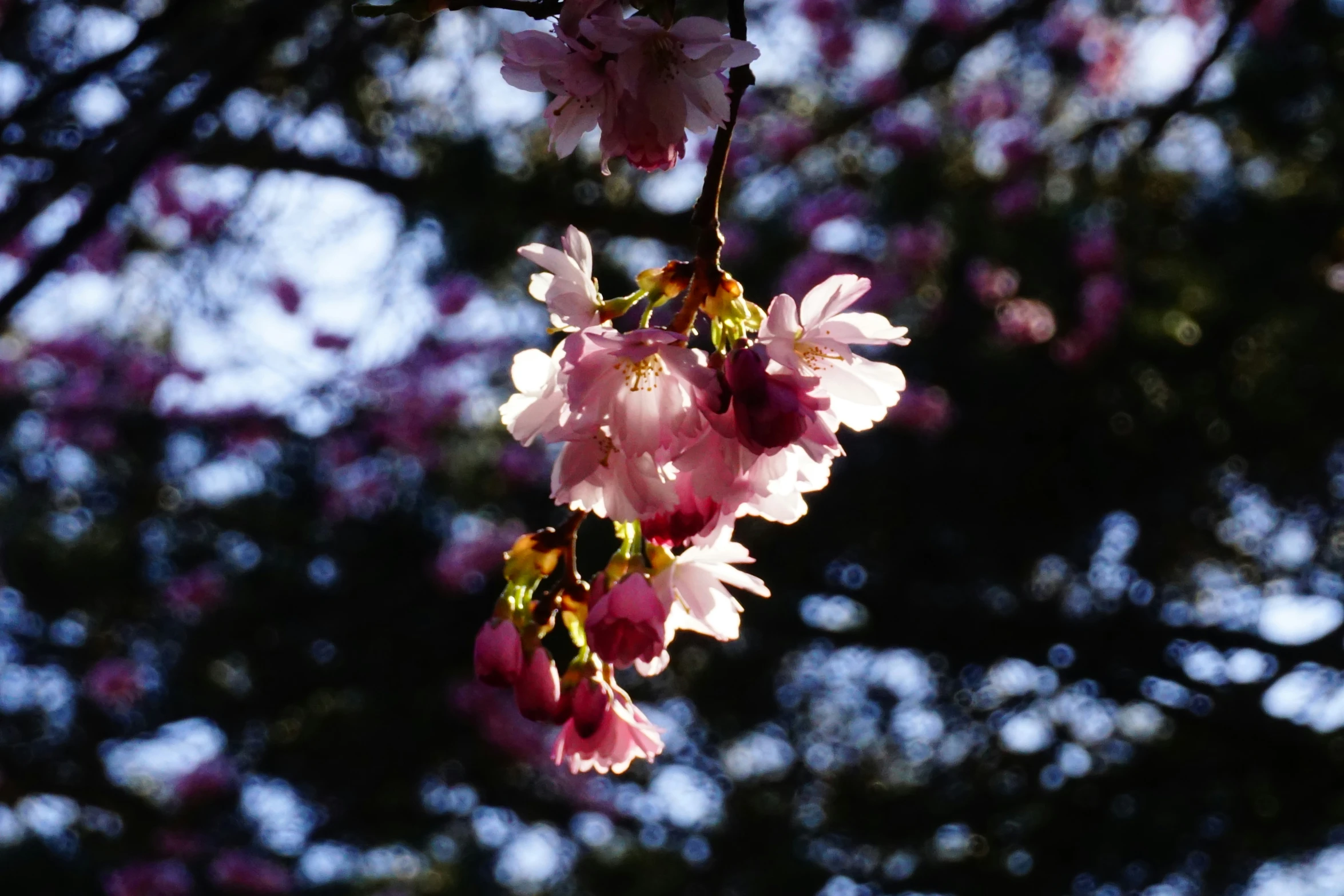 a nch with many pink flowers growing over it