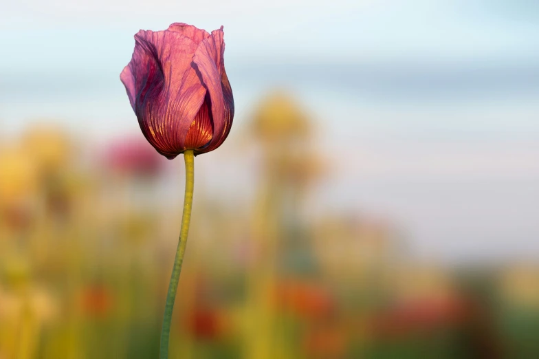 the long pink tulip is standing out against the green grass