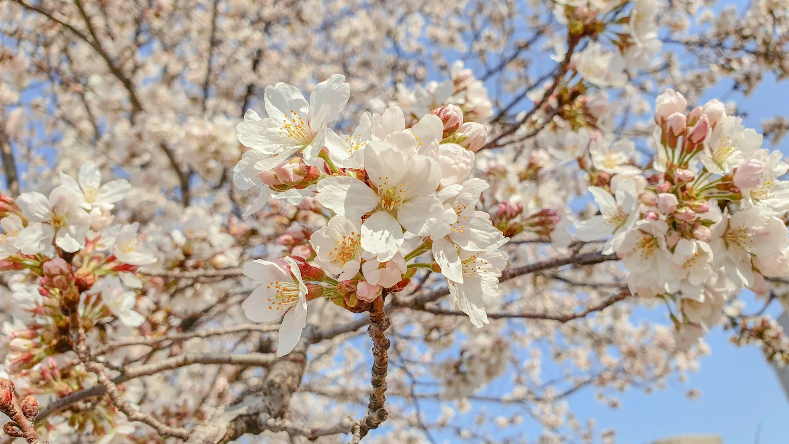 a tree with white blossoms with a blue sky in the background