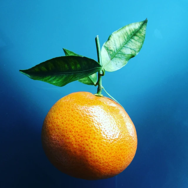 an orange with a leaf on it on a blue background