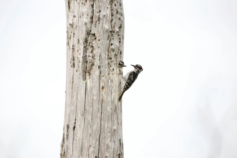 a bird on top of a tree near the ground