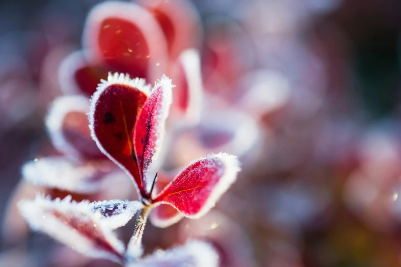 the frozen red flower is in full bloom