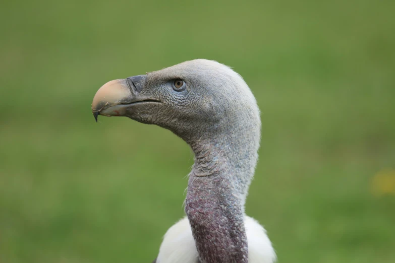 this po shows a close up of the head of a bird