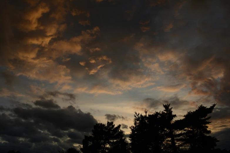 sunset with trees and cloudy sky at dusk