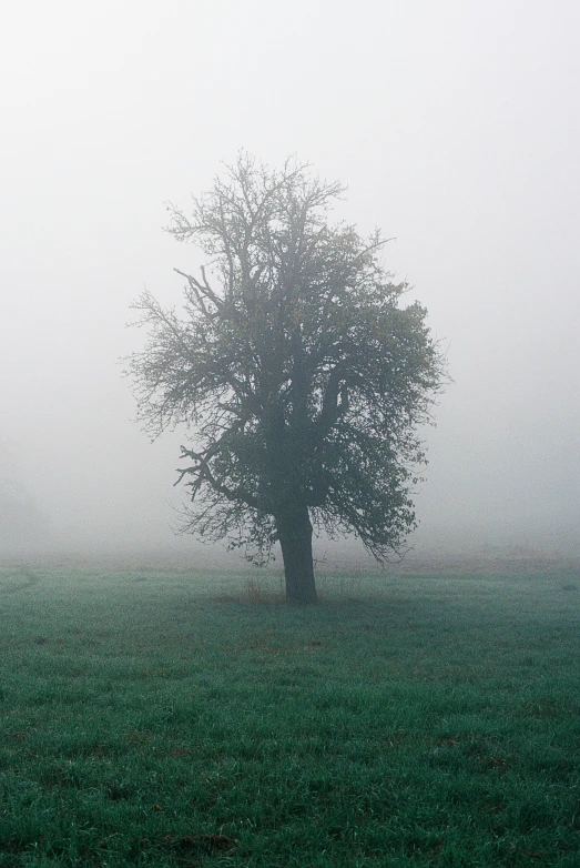 a lonely tree on a foggy day with no leaves