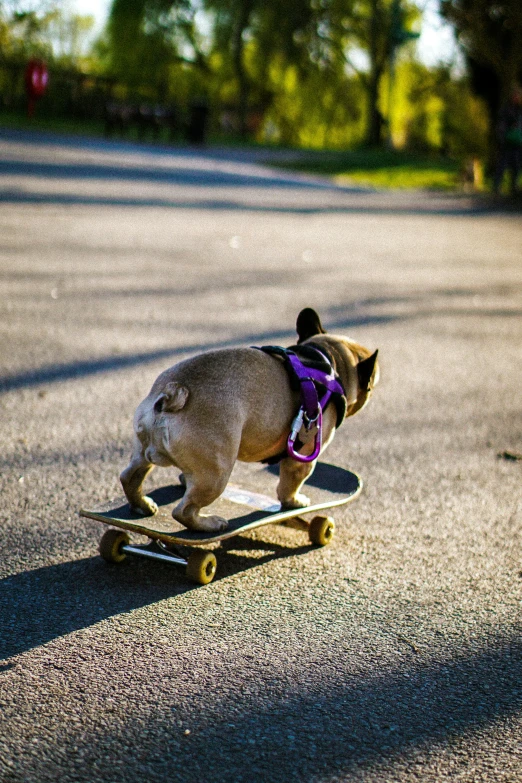 a pug is riding on the skateboard while wearing a leash