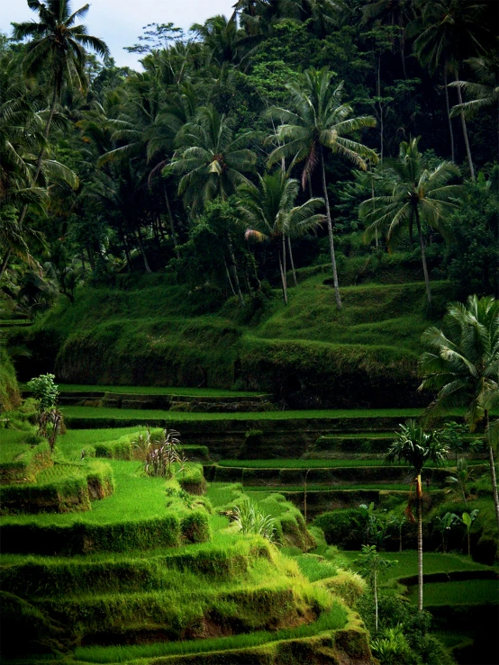 an outdoor rice field, with steps on the other side