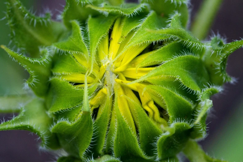 a green and yellow plant is seen through the lens