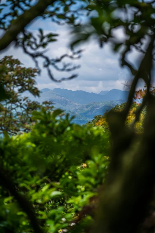 a view from the top of a tree in front of the mountains