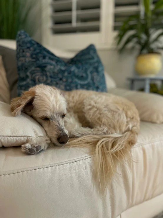 the dog is lying down on the pillow