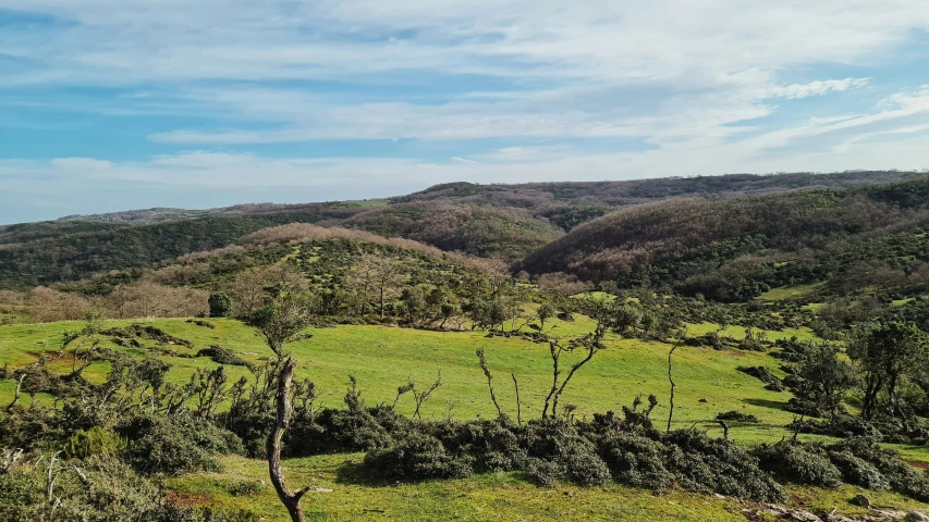 there are trees in the meadow near the mountains