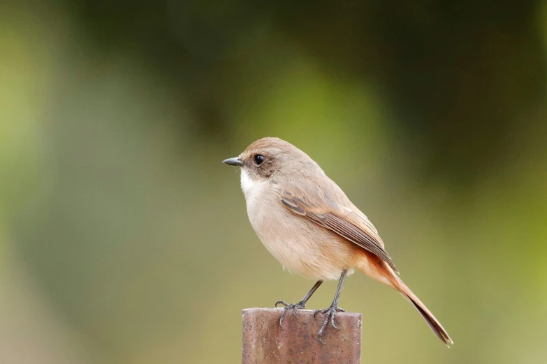 the little brown bird is sitting on a post