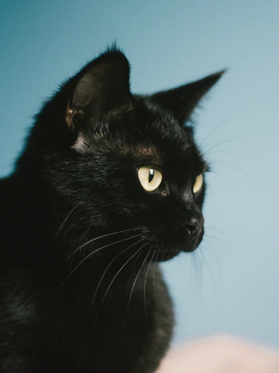 a black cat looking to the left with an overcast look