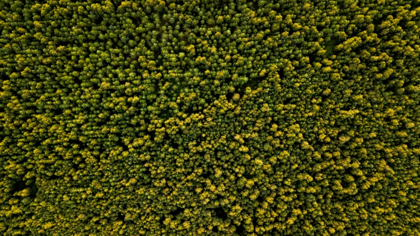 some yellow leaves and green trees in the day