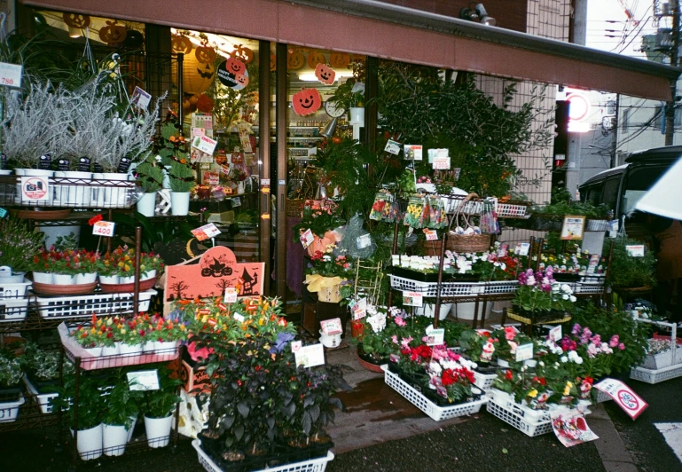 various types and sizes of flowers and plants sit on a shelf