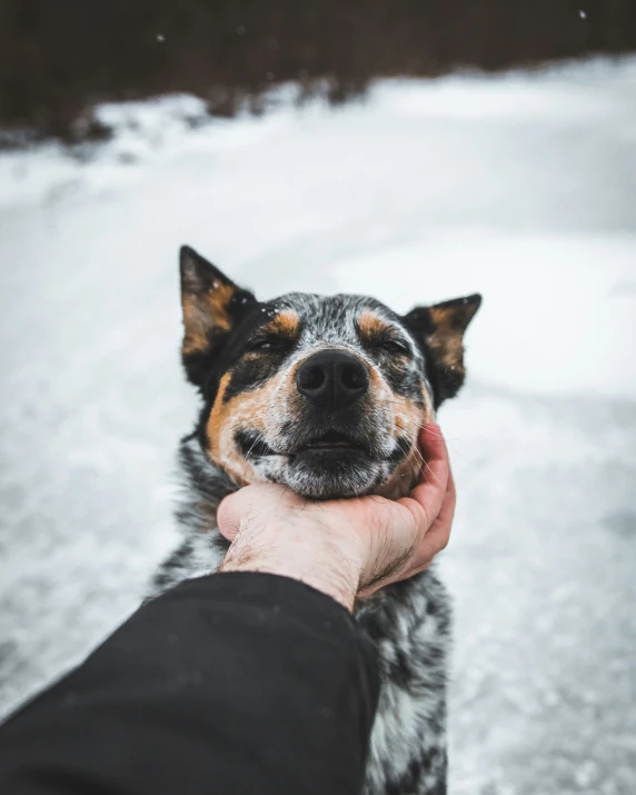 a dog being petted by the arm of someone