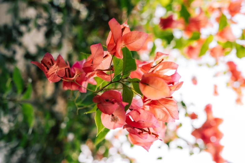 a group of pink flowers growing from a bush