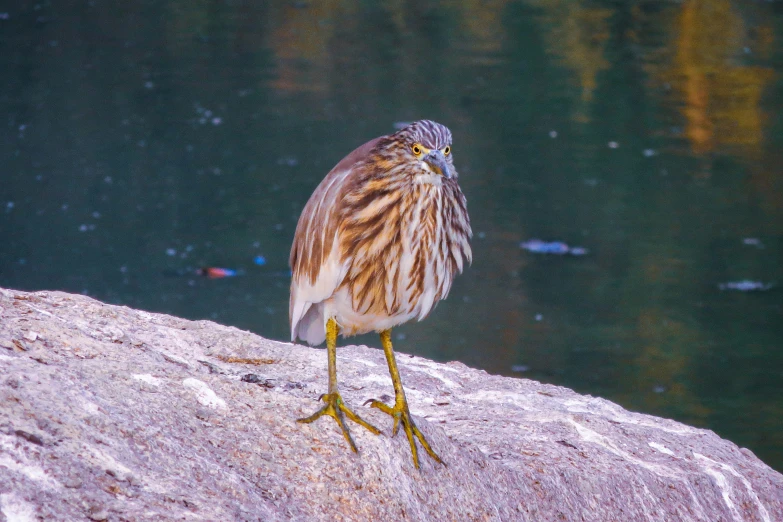 small bird walking along side of body of water