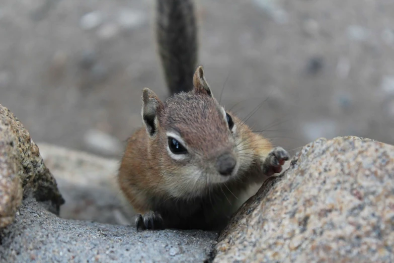 the little squirrel is peaking out from between rocks