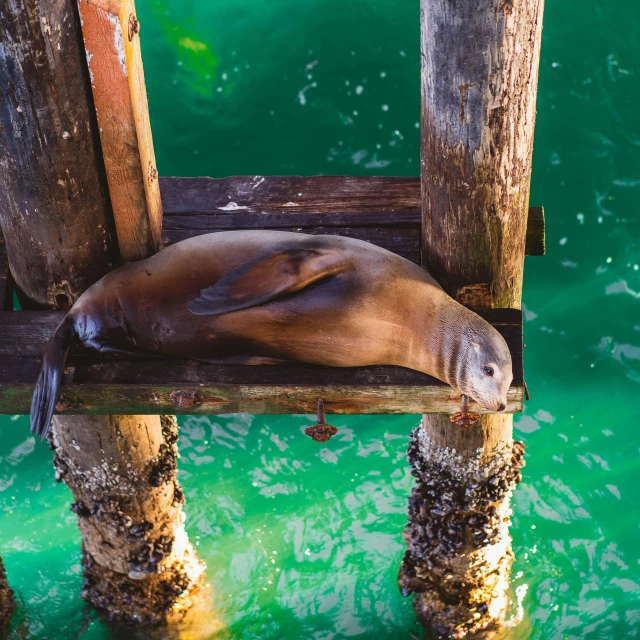 a seal sleeps on the underside of some old pier posts