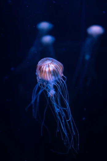 jelly fish in a tank under blue light