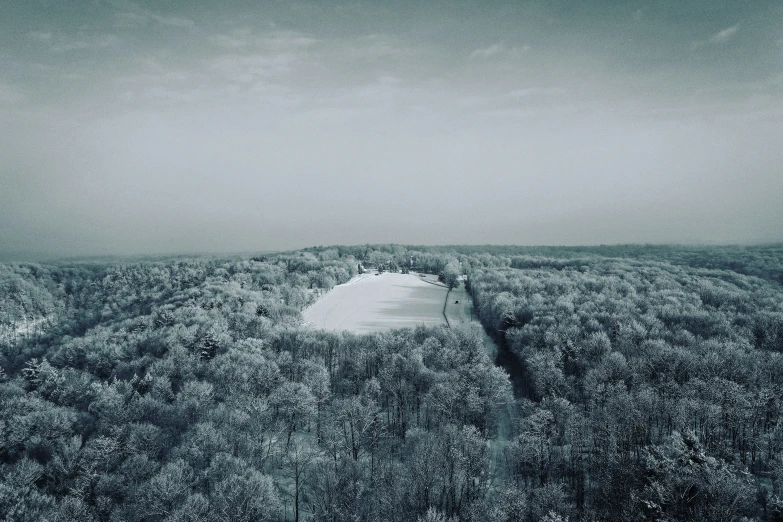 a large amount of trees with snow on them