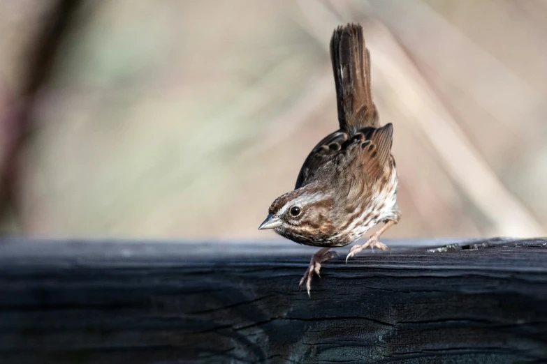 a little bird is drinking water from a trough