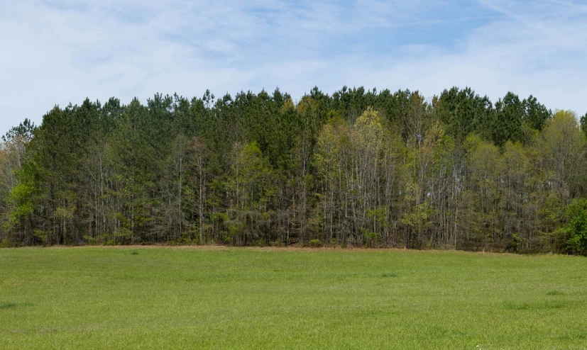 a large field with trees surrounding it