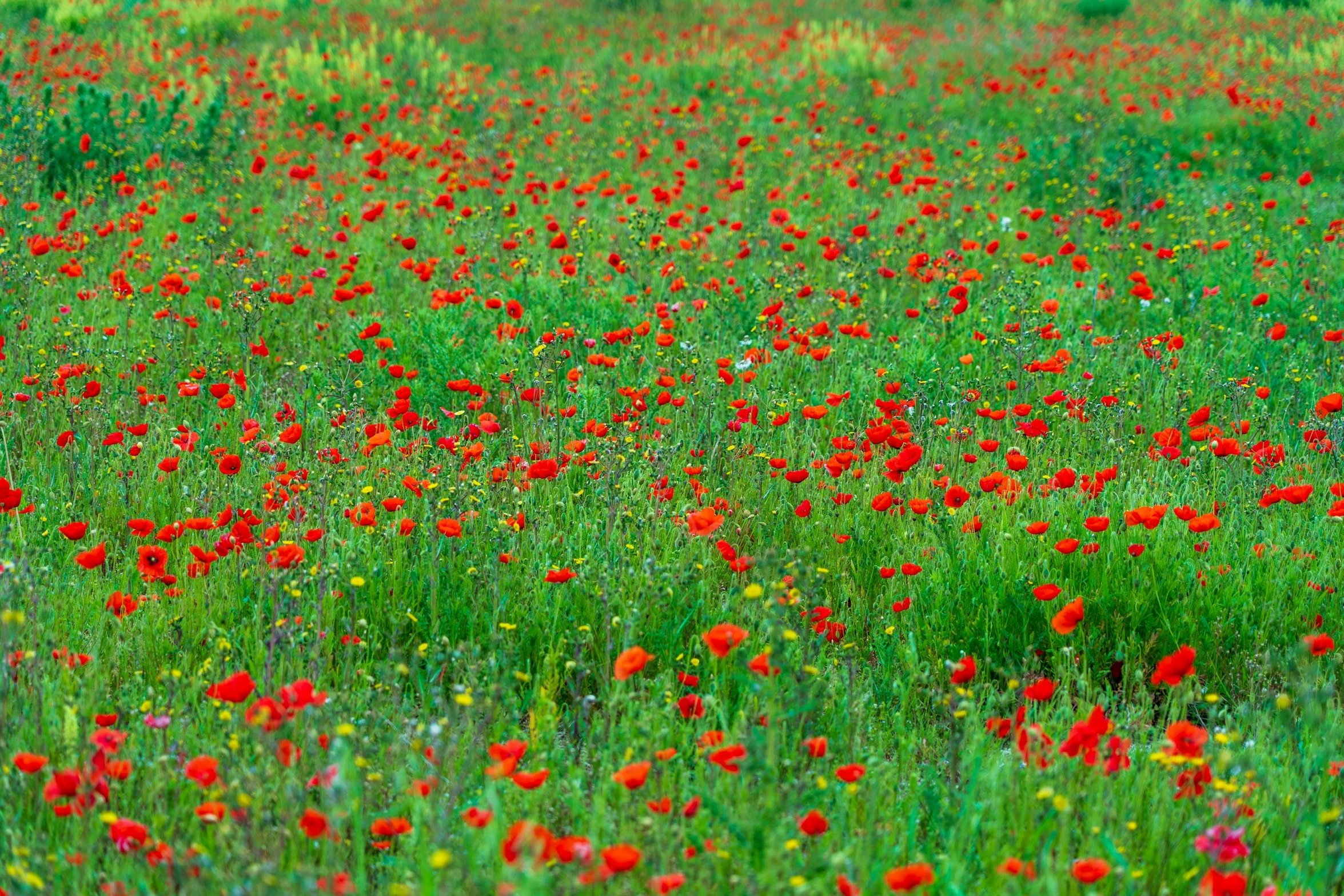 red flowers and green grass are in an open field