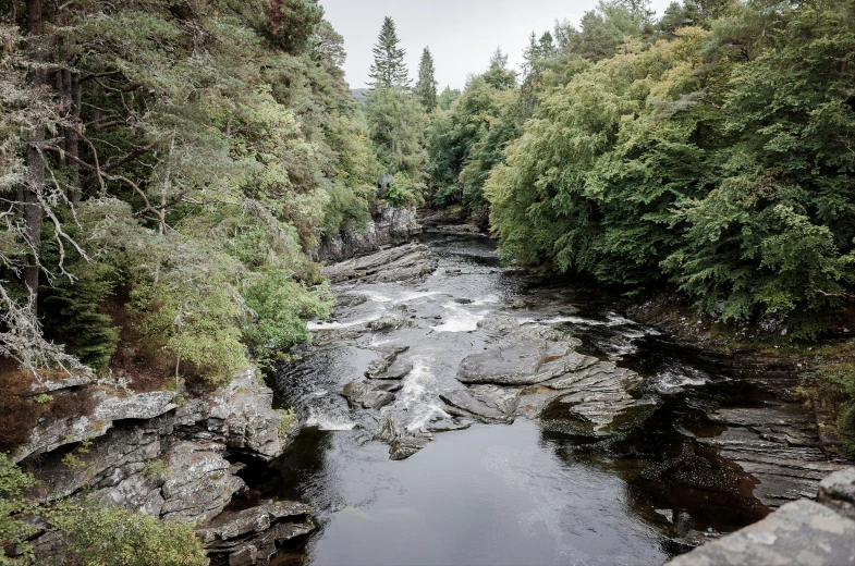 a river flowing into the middle of a forest