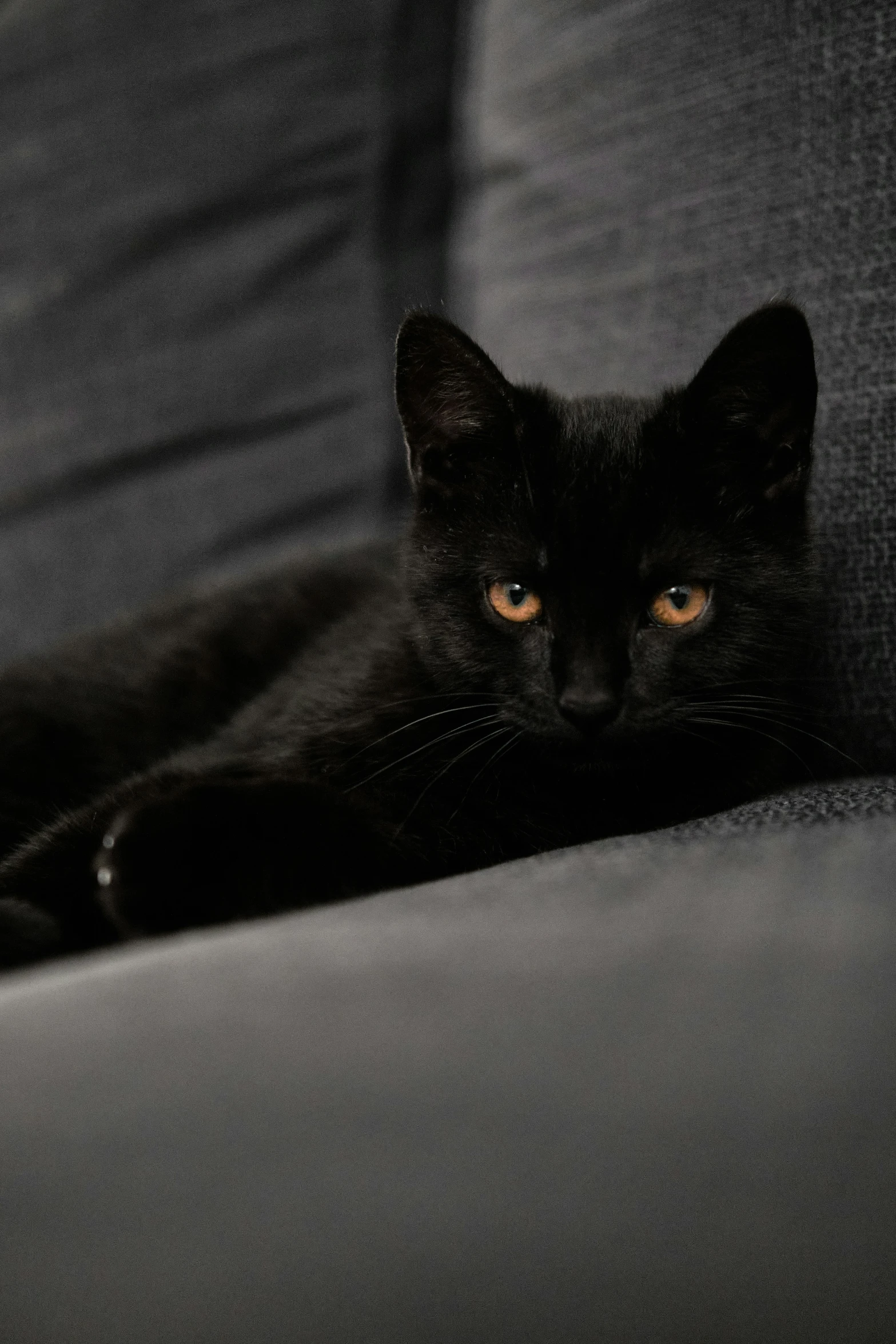 a black cat sits on a couch looking into the camera