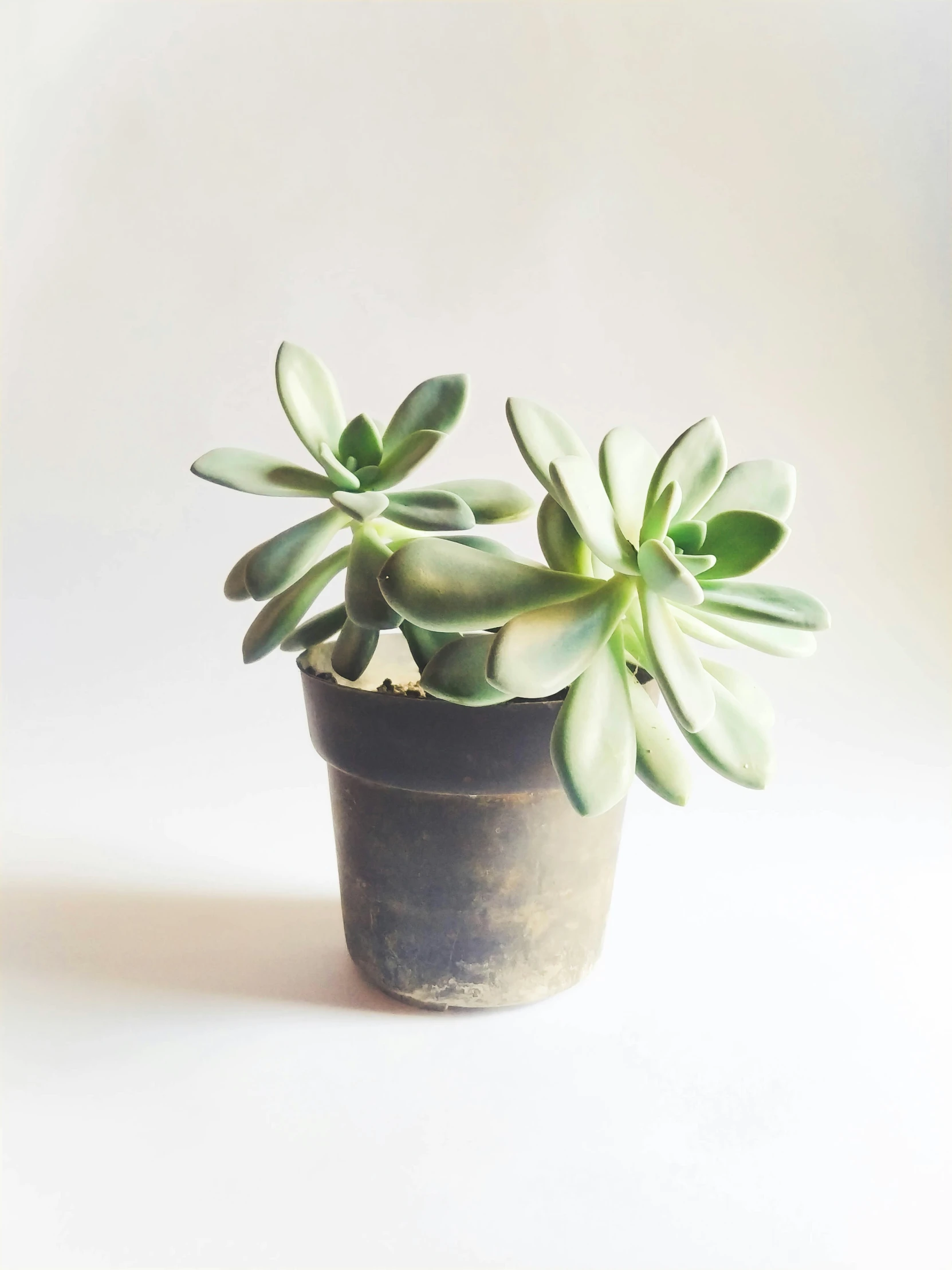 a close up of a small plant in a pot