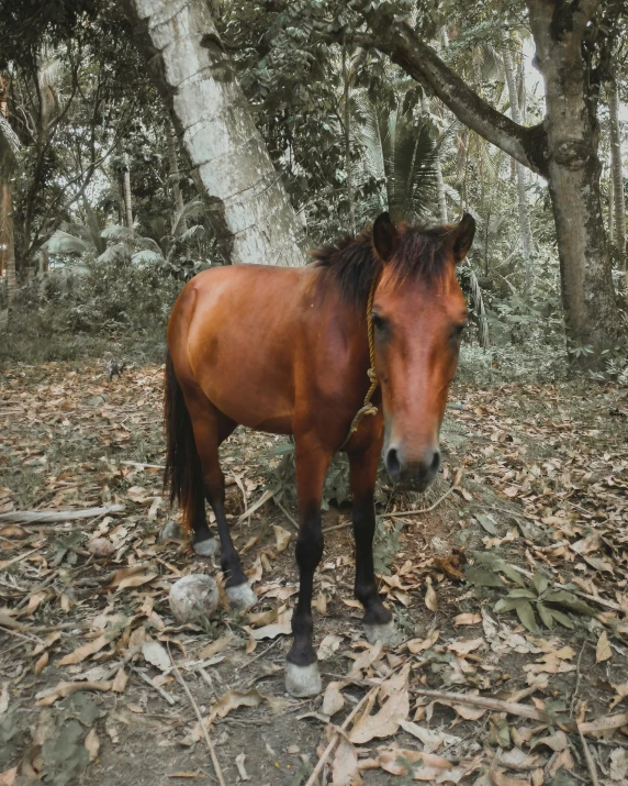 a horse standing in a pile of leaves next to trees