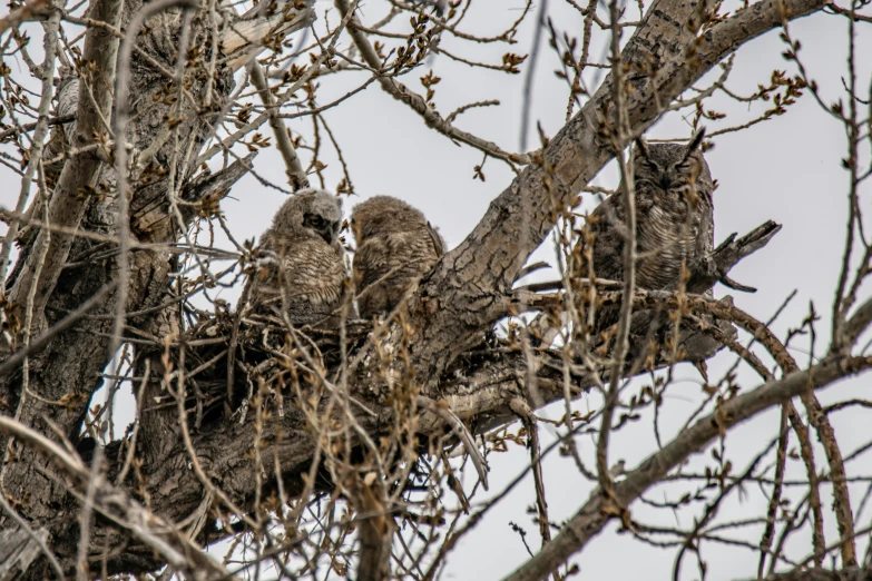 a group of birds sitting on the nches of a tree