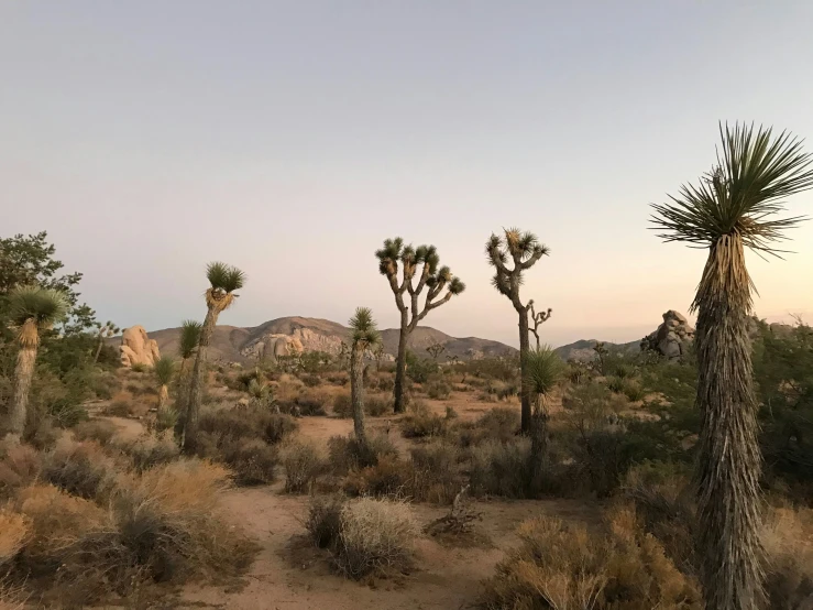 there are many plants and trees in this desert